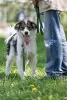 Дополнительные фото: Знакомьтесь наш замечательный пёс Левушка, который мечтает о любящей семье!