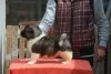 Дополнительные фото: Щенки американской акиты