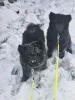 Фото №3. Svensk Lapphund FCI щенки.  Польша