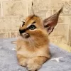 Дополнительные фото: dostępne kocięta caracal i caracat, savannah f1 i serval