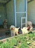 Дополнительные фото: Lagotto Romagnolo, щенок доступен