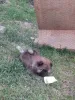Дополнительные фото: Щенки чау-чау