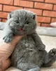 Фото №2 к объявлению №138648 о продаже британская короткошёрстная - купить в Германии заводчик