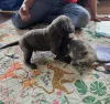 Фото №3. Upeita sinisiä cane corso -pentuja.  Финляндия