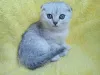 Фото №4. Продам шотландскую вислоухую (скоттиш фолд) в Ставрополе частное объявление, заводчик - цена 25000₽