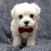 Фото №3. Magnifiques chiots Bichons Maltais à la recherche de leur foyer pour la vie.  Франция