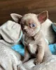 Фото №1. чихуахуа - купить в Мюнхене за 60299₽. Объявление №161863