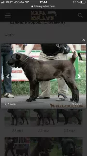 Дополнительные фото: Щенки САО( Puppies Central Asian shepherd.)