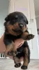 Дополнительные фото: Rottweiler Puppies