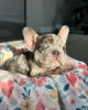 Фото №2 к объявлению №150648 о продаже французского бульдога - купить в Германии из приюта, заводчик