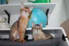 Фото №3. Котята Чаузи. Швеция