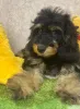 Дополнительные фото: Щенок