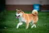 Дополнительные фото: Shiba-Inu Puppy