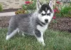 Фото №4. Продажа сибирского хаски в Калифорния из приюта, заводчик - цена договорная