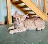 Фото №3. Chatons Ocicat в продаже. Бельгия