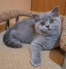Фото №3. Британские короткошерстные шатоны доступны для усыновления.. Финляндия