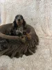 Дополнительные фото: Длинношерстные миниатюрные таксы окраса мерль.