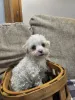 Фото №4. Продажа бишон фризе, мальтийскую болонку в Виллах заводчик - цена 46384₽