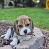 Фото №3. Beagle-Welpen Bereit für Ein neues Zuhause.  Германия