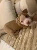Дополнительные фото: Pocket-Bully-Welpen Zu Verkaufen