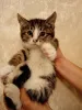 Фото №3. Котенок Мася в добрые руки!. Россия