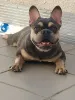 Дополнительные фото: Французский бульдог.