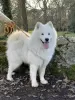 Дополнительные фото: SAMOYED LOF BABIES - 2 КОБЕЛЯ, РОЖДЕННЫЕ 04.06.23