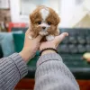 Фото №2 к объявлению №137537 о продаже пуделя (той) - купить в США из приюта