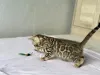 Фото №3. Шикарные Бенгальские котята. США