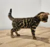 Дополнительные фото: В наличии бенгальские кошки