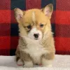 Фото №1. вельш-корги - купить в Барселоне за 64937₽. Объявление №166191