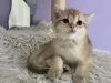Дополнительные фото: BKH Catten Family Tree Golden Girls готовы забрать