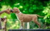 Фото №3. Американские щенки Staffordshire Terrier.  Хорватия