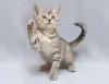 Дополнительные фото: Крошка Зефирка, ласковый тигровый котенок ищет дом