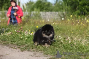 Фото №3. Померанский шпиц.  Россия