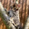 Дополнительные фото: Великолепные породистые бенгальские котята