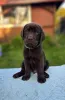 Фото №1. лабрадор-ретривер - купить в Берлине за Бесплатно. Объявление №160200