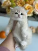 Фото №2 к объявлению №178097 о продаже британская короткошёрстная - купить в Чехии заводчик