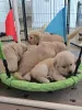 Фото №3. Entzückende Golden-Retriever-Welpen suchen einliebevolles Zuhause!.  Германия