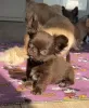 Фото №2 к объявлению №159375 о продаже чихуахуа - купить в Германии заводчик