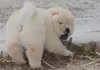 Фото №3. Kc Chow Chow Puppieswhatsapp me at 44 7453 907158.  Германия