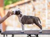 Дополнительные фото: Американские щенки Staffordshire Terrier