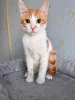 Дополнительные фото: Тоша, маленький персиковый котенок, который ждёт своего человека