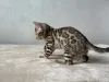 Дополнительные фото: Шикарный Бенгальский мальчик в разведение