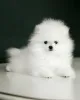 Дополнительные фото: Pomeranian Spitz
