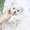 Фото №3. Bichon Frize Welpen Bereit Zu Gehen.  США