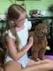 Дополнительные фото: Миниатюрные щенки пудлы (игрушечный подод)