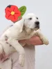 Дополнительные фото: Алабайский центр азиатская овчарка