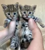 Дополнительные фото: des très beaux chatons, Caracal Savannah F1 и доступные сервалы