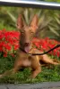 Фото №3. Pharaoh Hound Puppy Boy.  Чехия